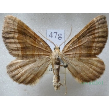 Scotopteryx chenopodiata (Linnaeus, 1758) male Paśnik komosiak Czech47g